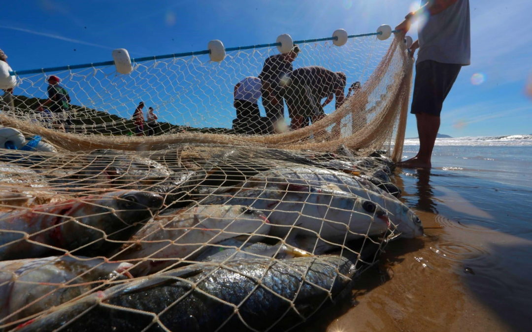Pesca da tainha